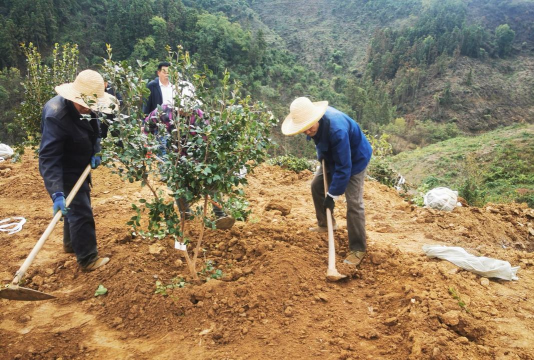 油茶树的种植技术 油茶树的种植技术