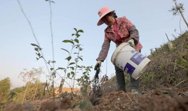 油茶林科学除草 可以试试这几种方法 油茶林科学除草 可以试试这几种方法