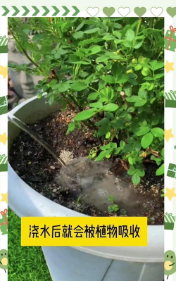 屋内养花防蚊虫 屋内养花防蚊虫