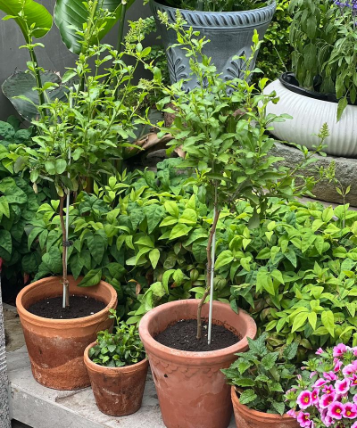 小川爱养花 小川爱养花