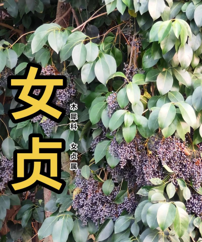 女贞的这几个常见品种你认识吗 女贞的这几个常见品种你认识吗