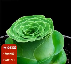 多肉红宝石怎么绿色 多肉红宝石怎么绿色