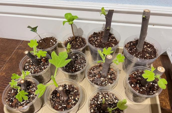 种花没有根怎么办 种花没有根怎么办