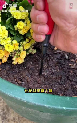 养花卡夫卡 养花卡夫卡