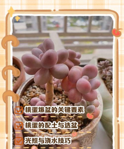 蛋桃多肉怎么写作 蛋桃多肉怎么写作