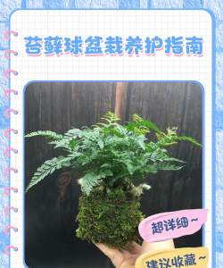 盆栽中的苔藓怎么养护 盆栽中的苔藓怎么养护