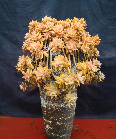 铭月多肉怎么养护 铭月多肉怎么养护