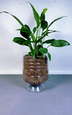 塑料花盆养花妙用 塑料花盆养花妙用