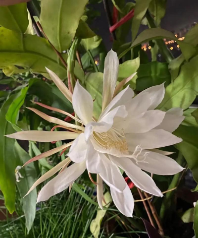 夏天在晚上开花的有哪些花 夏天在晚上开花的有哪些花