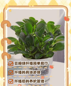 烂根豆瓣绿怎么扦插 烂根豆瓣绿怎么扦插