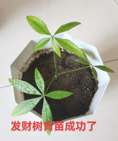发财树种子怎么浇水 发财树种子怎么浇水