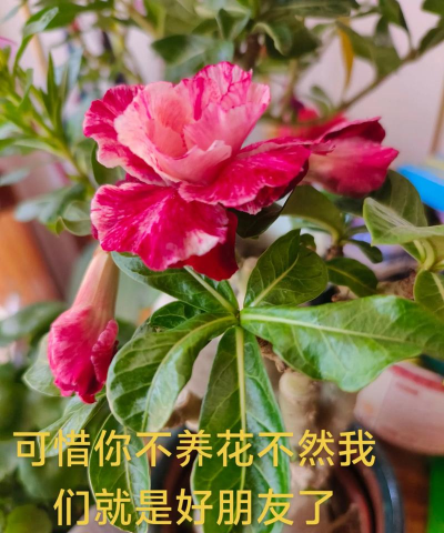 可惜你不爱养花 可惜你不爱养花