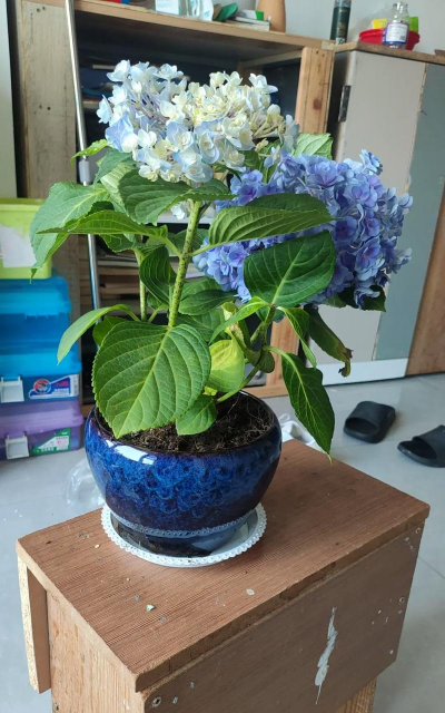 绣球花有毒吗 绣球花可以养在家里吗 绣球花有毒吗 绣球花可以养在家里吗