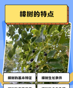 香樟树的特点和寓意 香樟树的特点和寓意