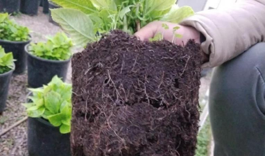 泡桐苗木栽培3个常见病虫害症状与防治方法 泡桐苗木栽培3个常见病虫害症状与防治方法