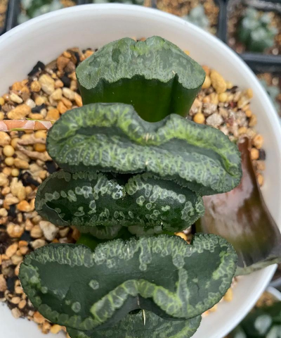 养花的三兄弟 养花的三兄弟