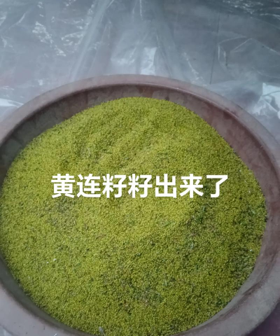 发财籽发黄怎么办 发财籽发黄怎么办