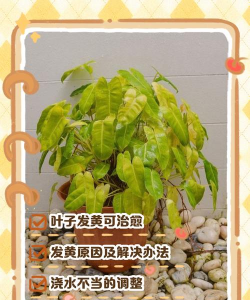 室内绿植浇完水就落叶的4个原因 室内绿植浇完水就落叶的4个原因