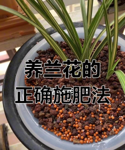 兰花秋天怎么施肥 兰花秋天怎么施肥