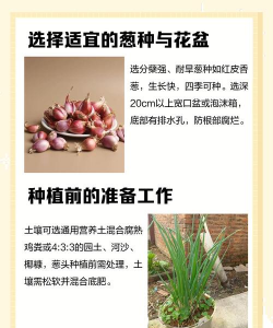 娜姑弯葱栽培技术 娜姑弯葱栽培技术