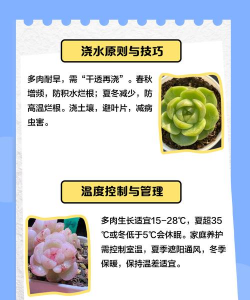 春之奇迹多肉怎么养殖 春之奇迹多肉怎么养殖