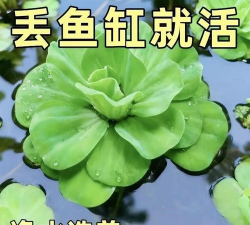 养虾养鱼养花 养虾养鱼养花