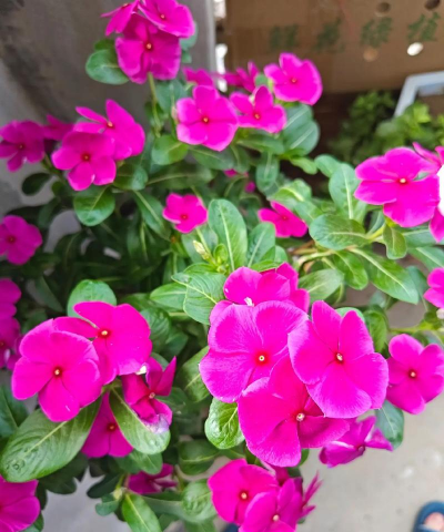 夕日红养花 夕日红养花