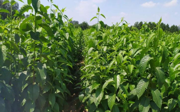 杜仲无性繁殖育苗的4种方法 杜仲无性繁殖育苗的4种方法