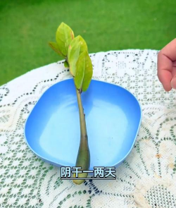 发财树树根烂了怎么救 发财树树根烂了怎么救