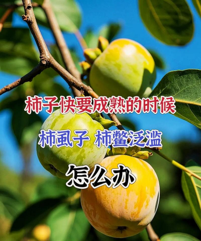 柿子长白虫怎么回事 柿子长白虫怎么回事