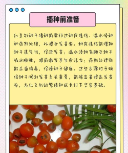 红豆杉的培育方法 红豆杉的培育方法