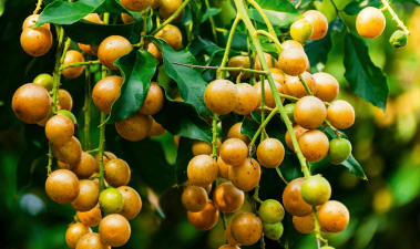 黄皮的种植与管理技术 黄皮的种植与管理技术