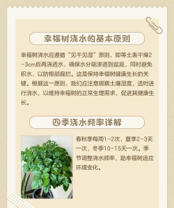 幸福树是怎么栽种的 幸福树是怎么栽种的