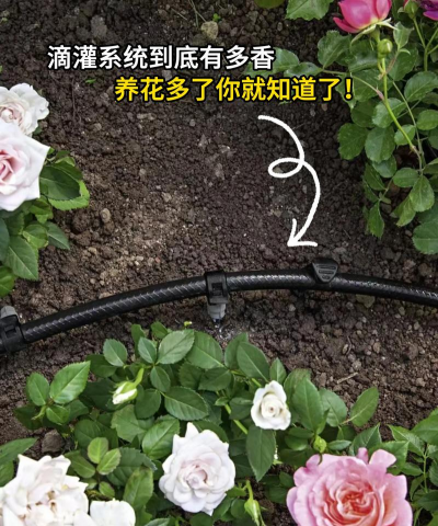 家庭滴灌养花技术 家庭滴灌养花技术