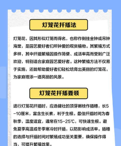 这种灯笼花怎么养繁殖 这种灯笼花怎么养繁殖
