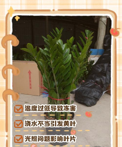 冬季金钱树发黄怎么办 冬季金钱树发黄怎么办