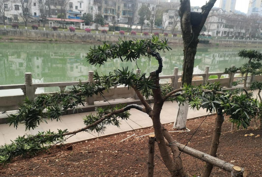 罗汉松产地_罗汉松的主要产地分布情况 罗汉松产地_罗汉松的主要产地分布情况