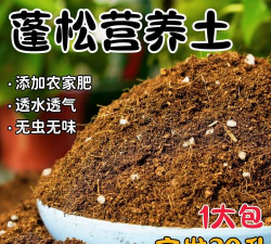 室内椰糠养花 室内椰糠养花