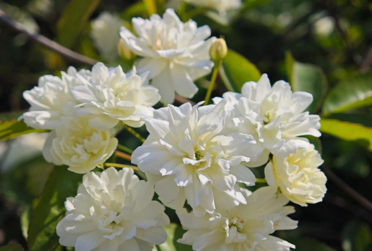 白色蔷薇花_白蔷薇怎么养开花多 白色蔷薇花_白蔷薇怎么养开花多