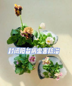 主播说养花 主播说养花