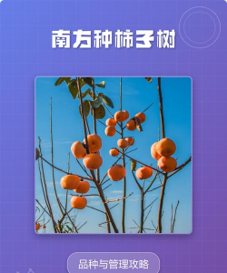 柿子树的管理方法有哪些?柿子树的栽培管理种植技术 柿子树的管理方法有哪些?柿子树的栽培管理种植技术