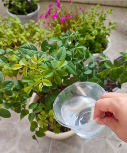 养花加淘米水 养花加淘米水