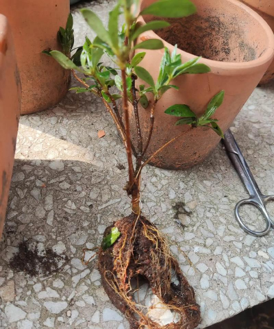 杜鹃洗根后怎么缓苗 杜鹃洗根后怎么缓苗