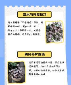 多肉胧月怎么爆盆 多肉胧月怎么爆盆