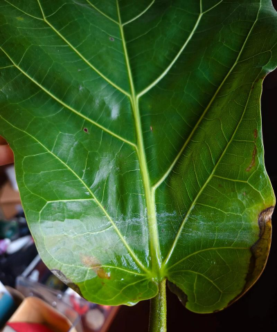 琴叶榕发白是怎么回事 琴叶榕发白是怎么回事