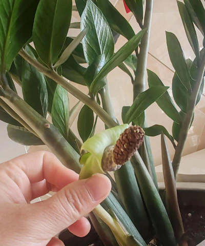 金钱树开花吗?金钱树开花的寓意 金钱树开花吗?金钱树开花的寓意