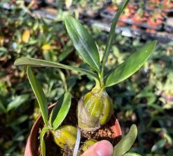 吊兰用鸡蛋灌溉会怎么样 吊兰用鸡蛋灌溉会怎么样