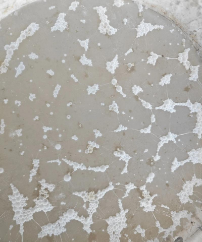 发酵菠萝皮养花 发酵菠萝皮养花