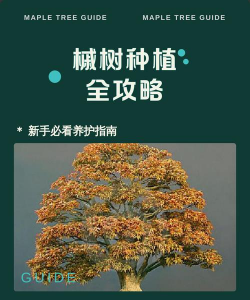 枫树栽培管理 枫树栽培管理