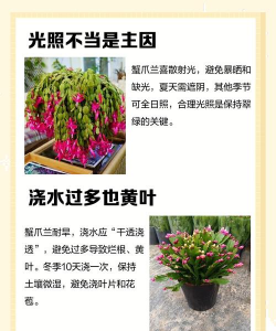 蟹瓜兰叶发黄怎么办 蟹瓜兰叶发黄怎么办